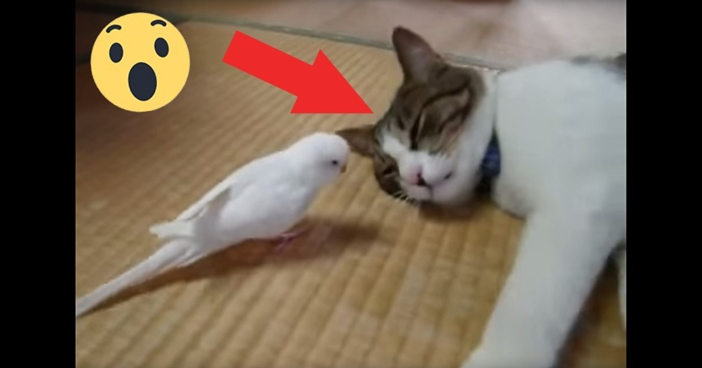 Katze von Vogel geweckt