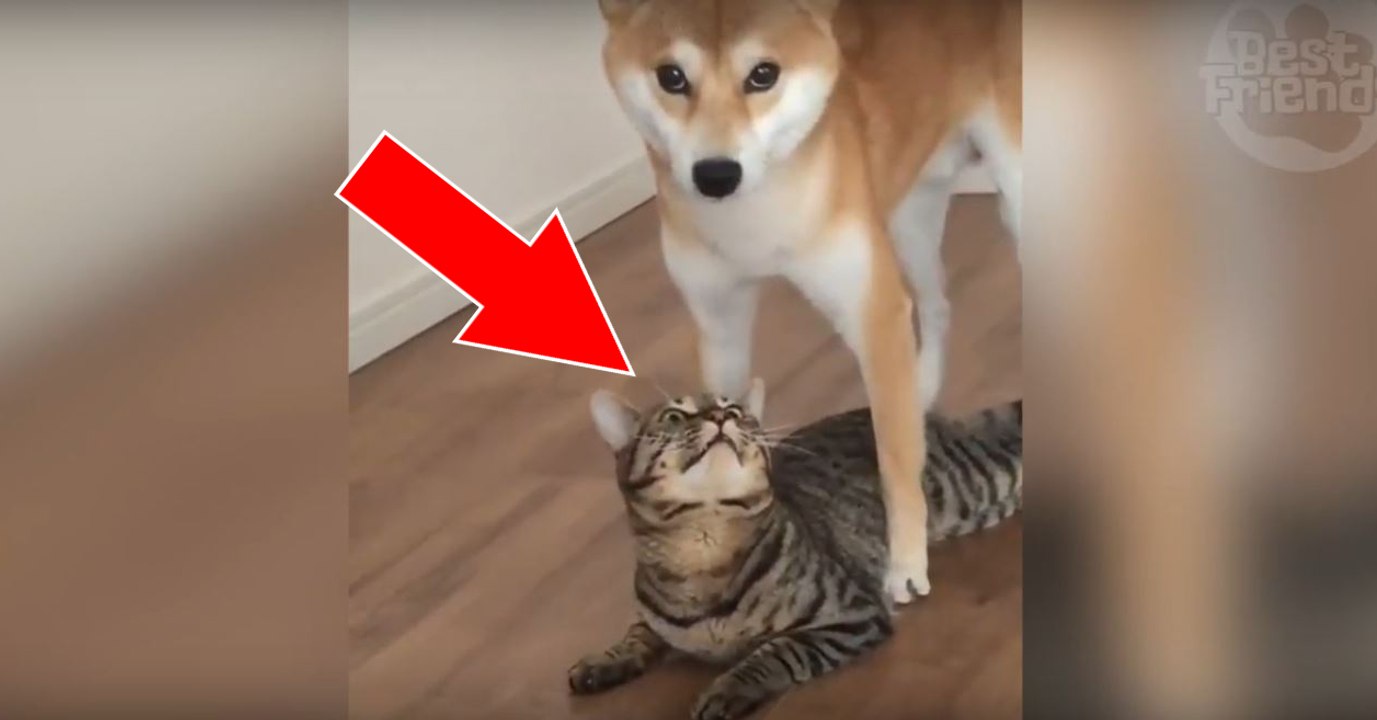 Hund ärgert Katze