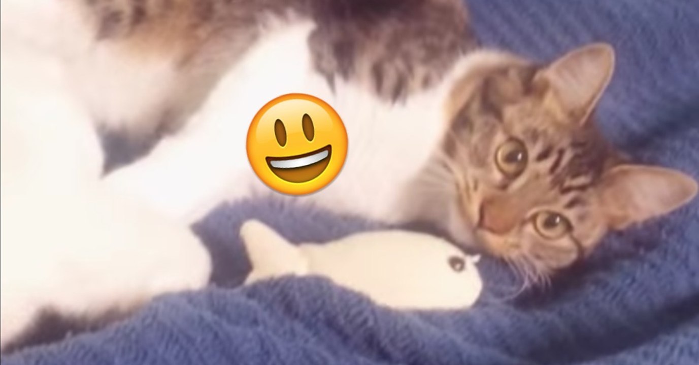 Die Katze ist der Champion im Spielen!