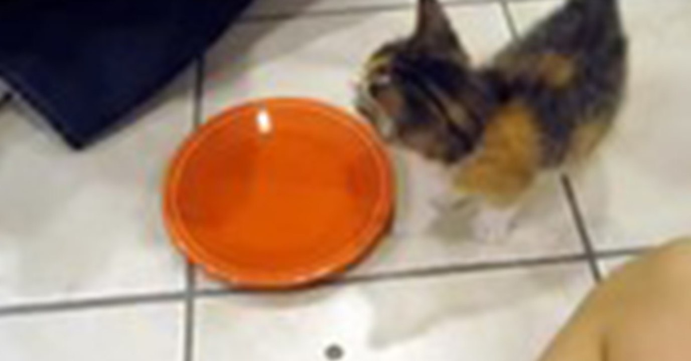 Wenn es um sein Essen geht, versteht dieses Kätzchen keinen Spaß