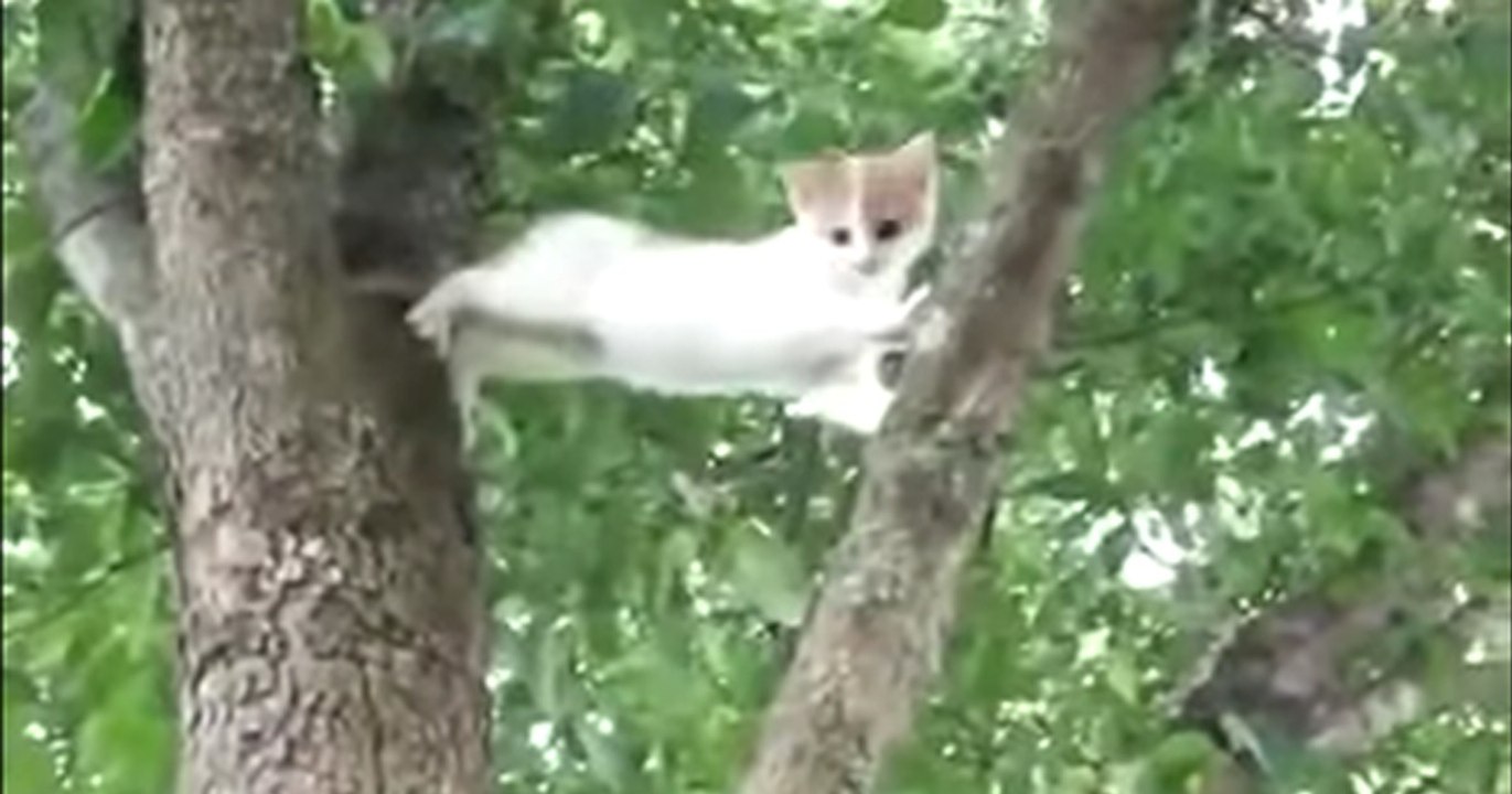 Kleines, verzweifeltes Kätzchen kommt nicht mehr vom Baum herunter