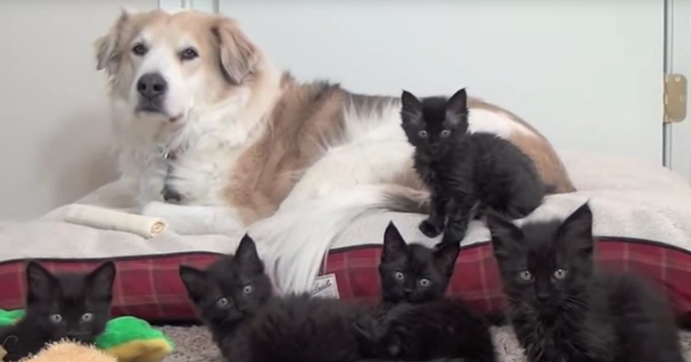 Hund spielt mit einem ganzen Schwung Kitten