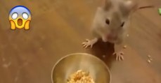Maus macht Hürdenlauf und anderen Spaß für Futter