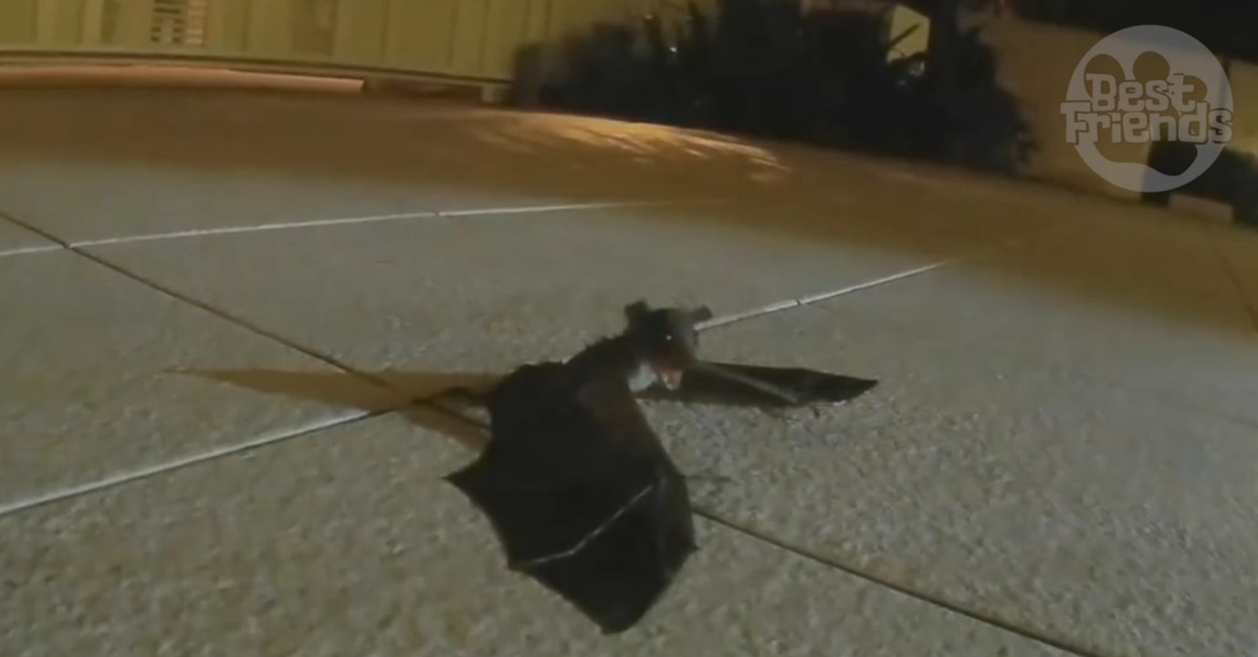 Das Fledermaus-Baby hat sich verflogen und ruft nach seiner Mama