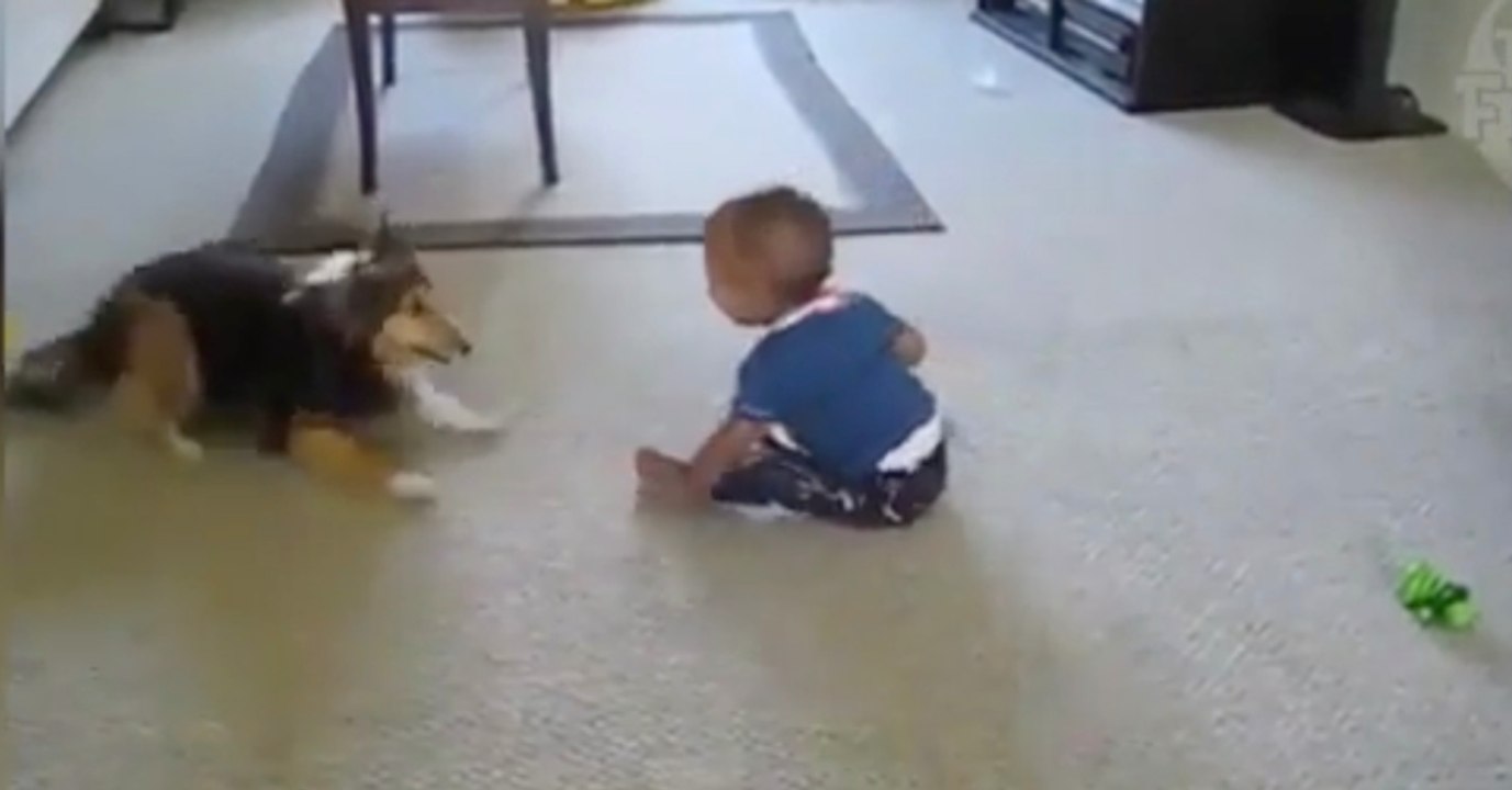 Aufmerksam beobachtet das Kind sein Hündlein: Es kann nich fassen, was der da treibt