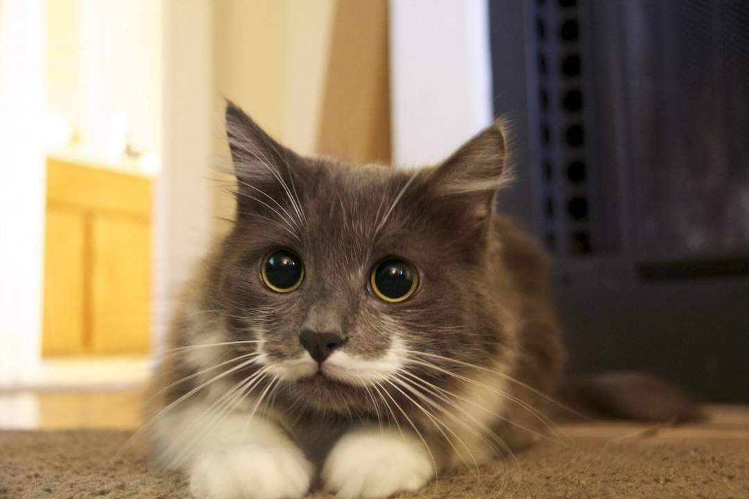 Hamilton ist der Hipster unter den Katern!