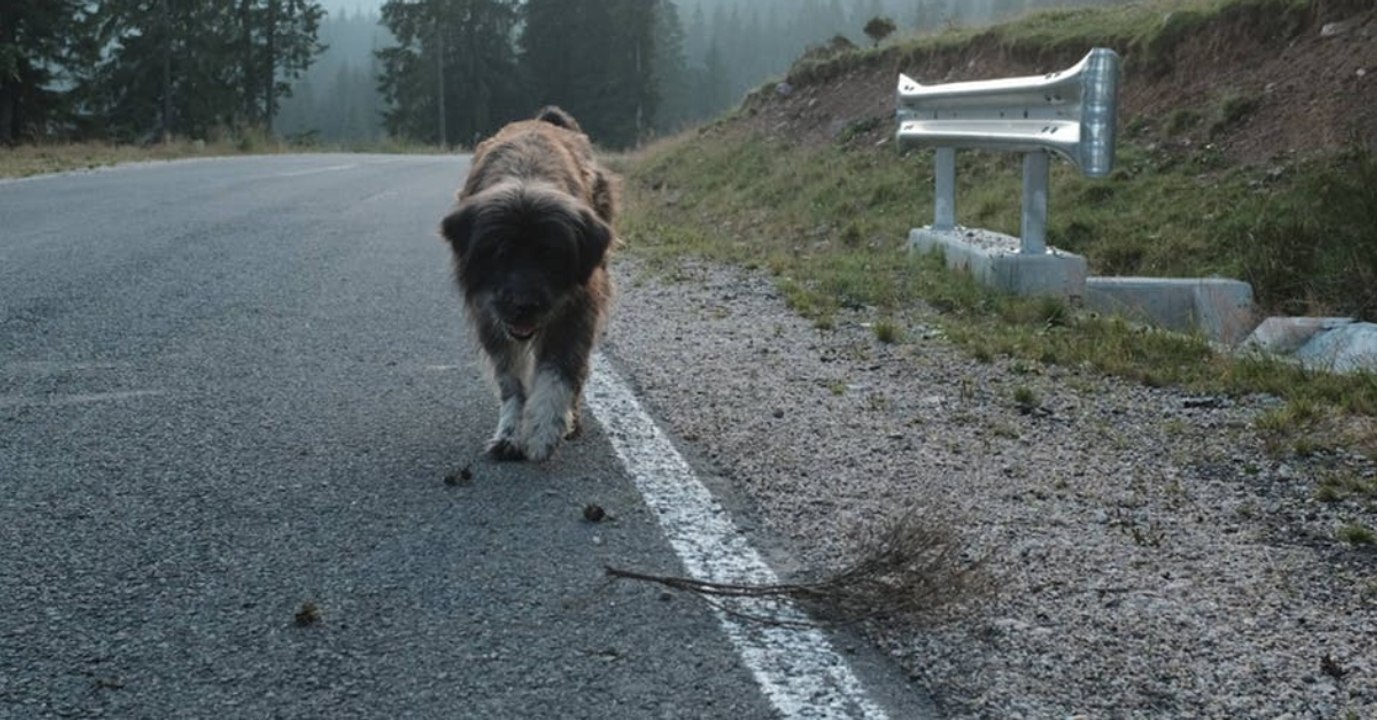 Damit hat er nicht gerechnet: er setzt seinen hund auf der straße auf und das hat folgen