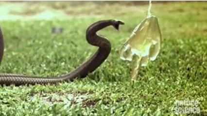 So tötet dich das Gift einer Schlange!