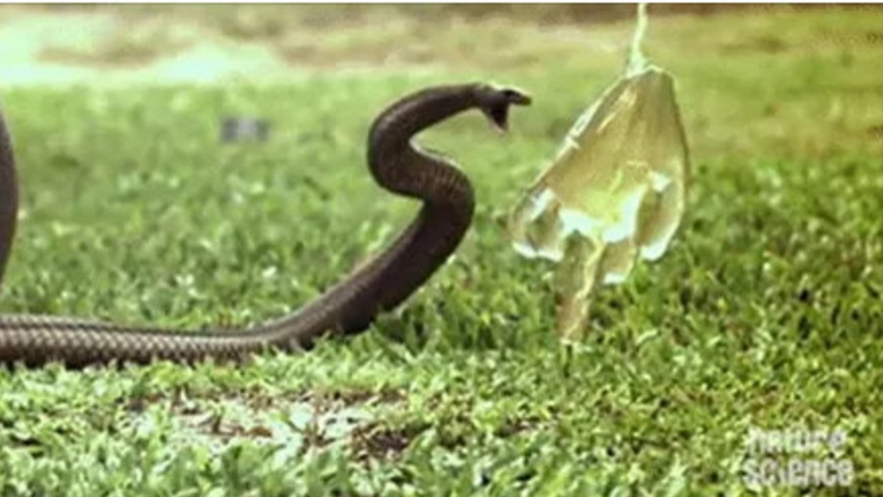 So tötet dich das Gift einer Schlange!