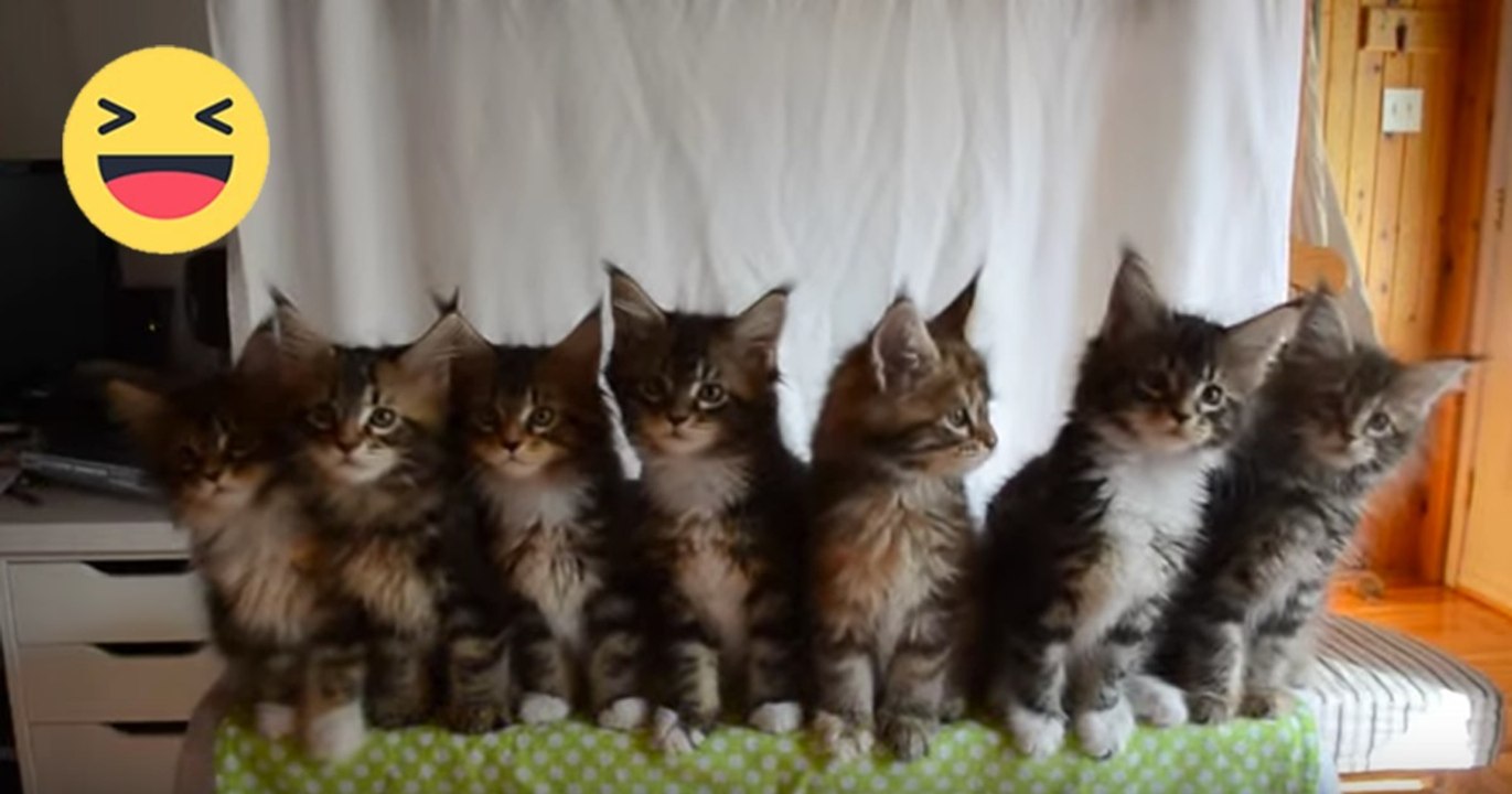 Die süßesten Kätzchen der Welt