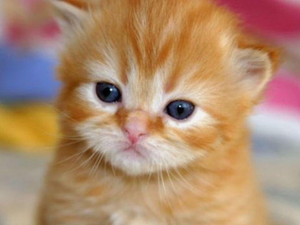 Kleines Kätzchen bekommt Lego-Rollstuhl