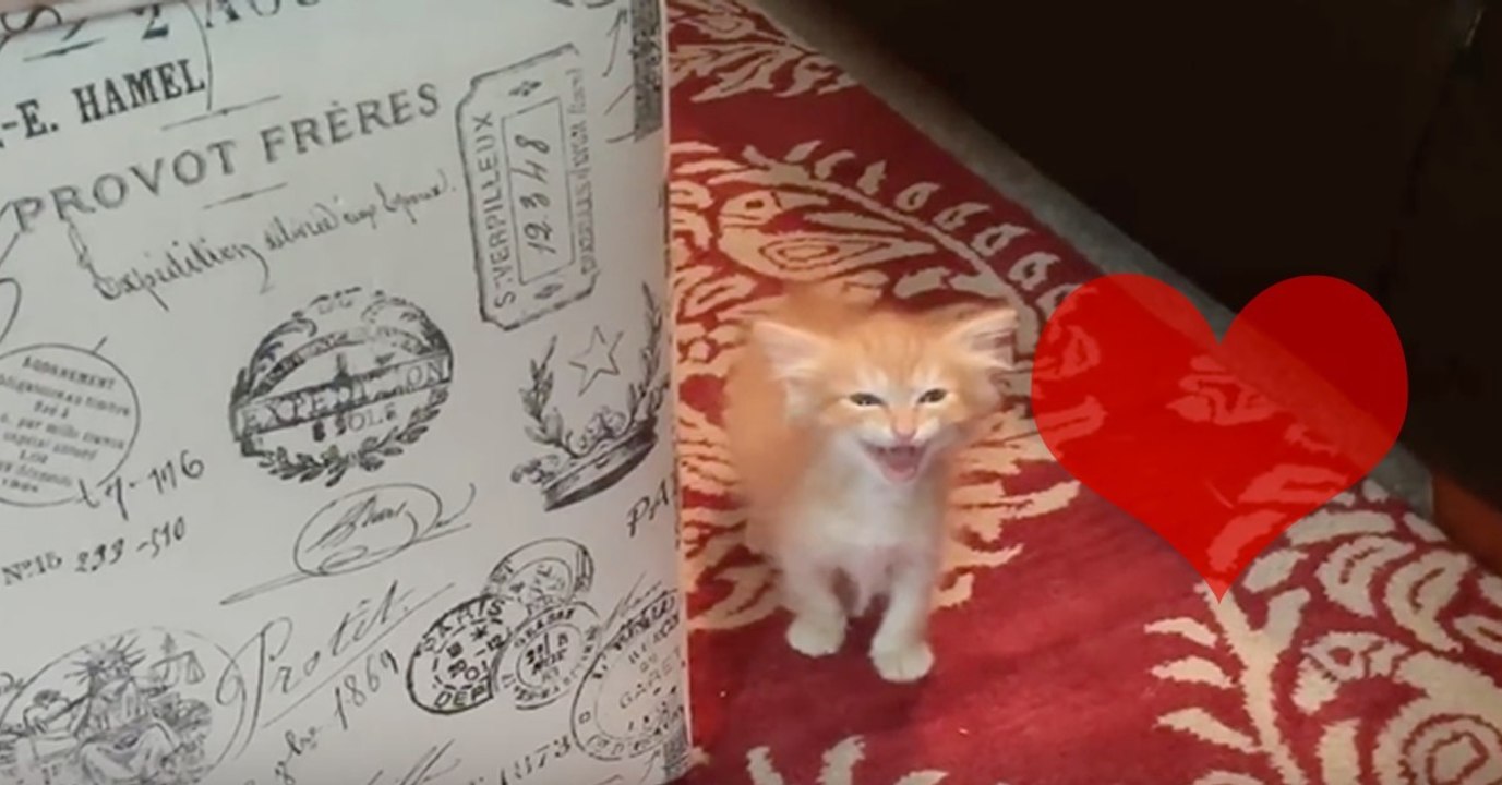 Kleines Kätzchen hat Hunger und gibt seine Bestellung auf wie ein Großes!