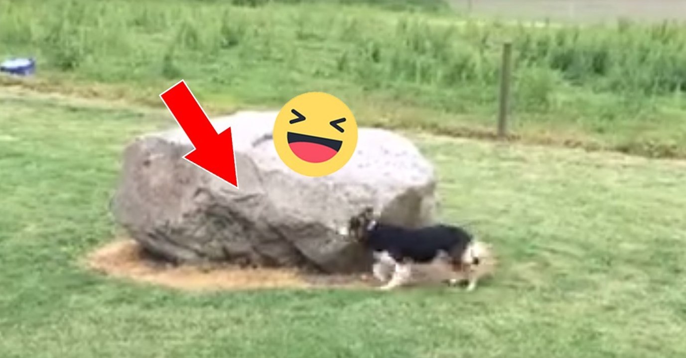 Hund spielt Fangen mit Ente