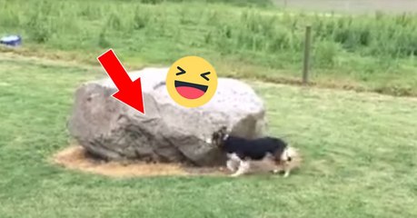 Hund spielt Fangen mit Ente