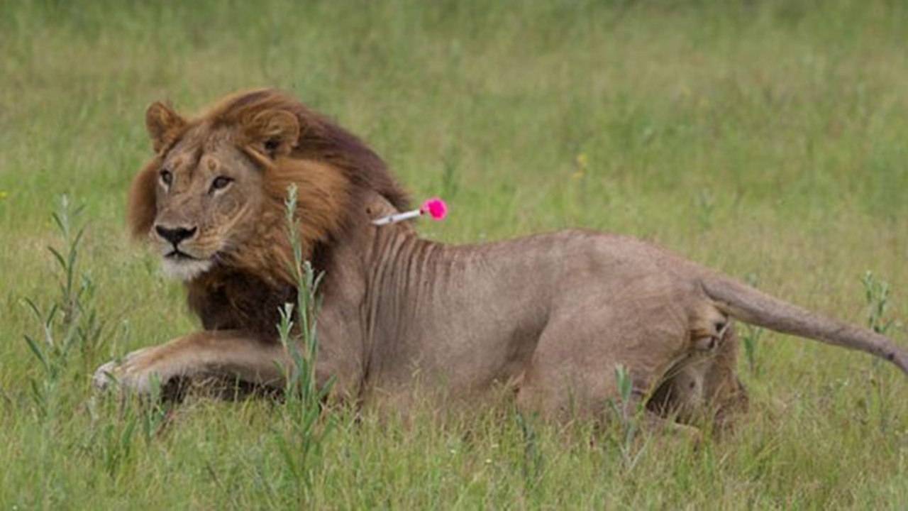 Botswana: Diese Löwinnen sehen wie Löwen aus