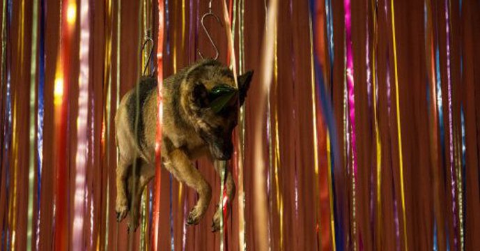 Diese Hunde-Ausstellung in Russland ist ein Skandal! Erfahrt hier warum!