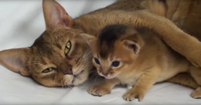 Katzenmama kuschel mit ihren Babies