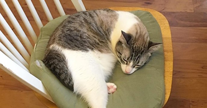 Wegen ihrer Behinderung wird sie im Tierheim abgegeben. Was dort passiert, verändert ihr Leben