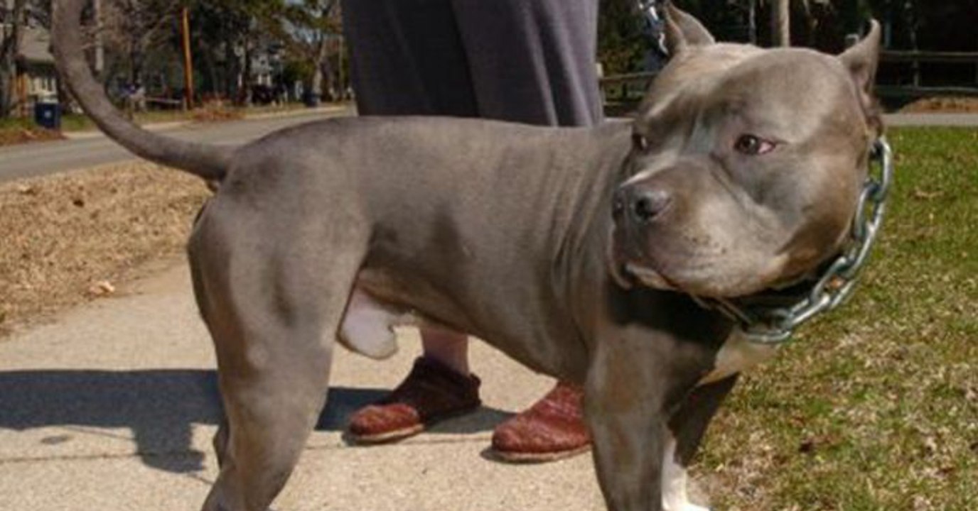 Ein Pitbull rettet eine Frau vor ihrem aggressiven Ex-Ehemann