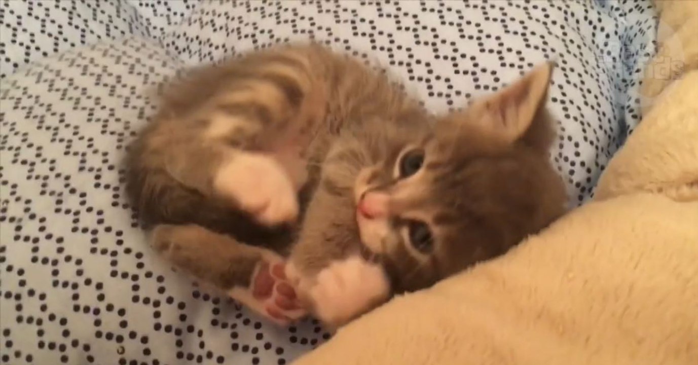 Das süßeste kleine Kätzchen der Welt