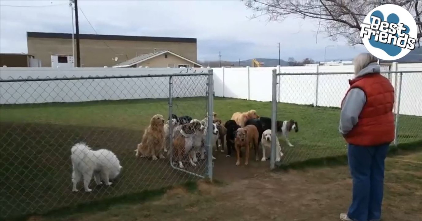 Diese Hunde warten geduldig und kommen erst, wenn man ihren Namen ruft