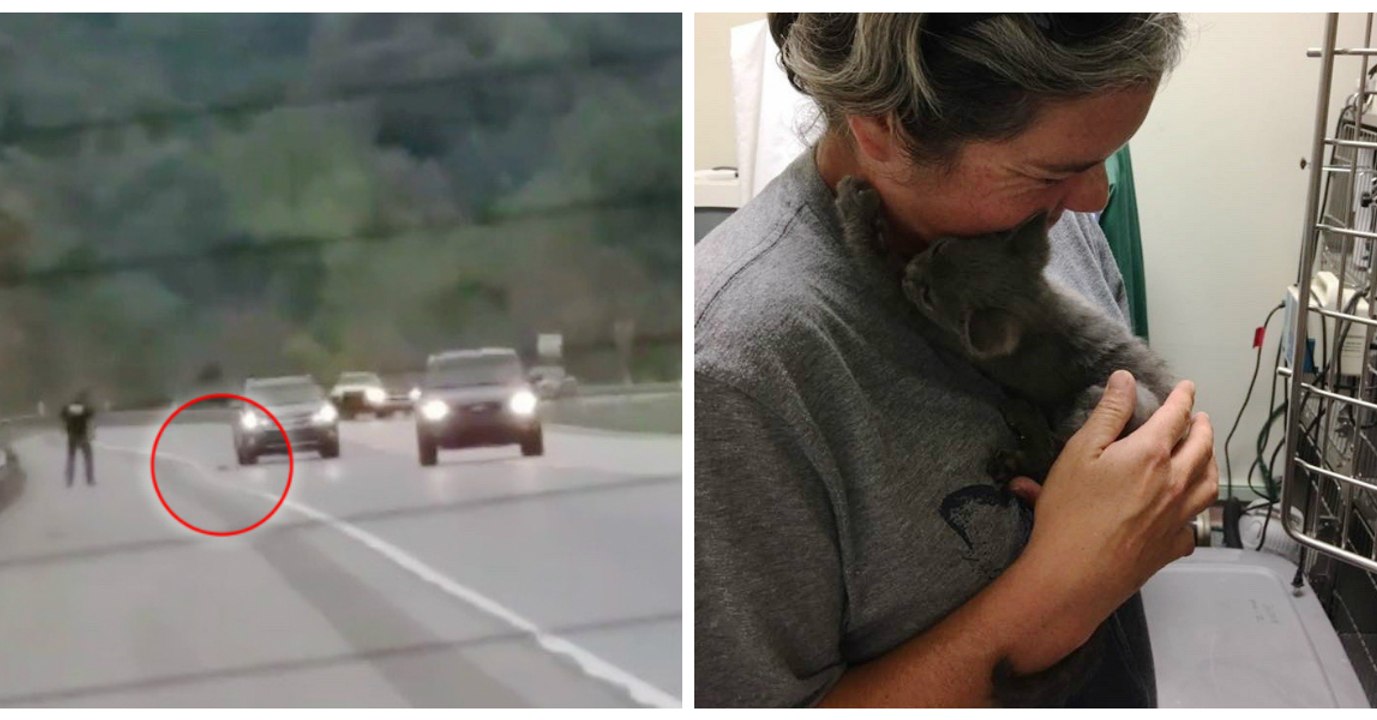 Kätzchen wird auf Autobahn aus dem Fenster geworfen, doch ein Retter ist gleich vor Ort!