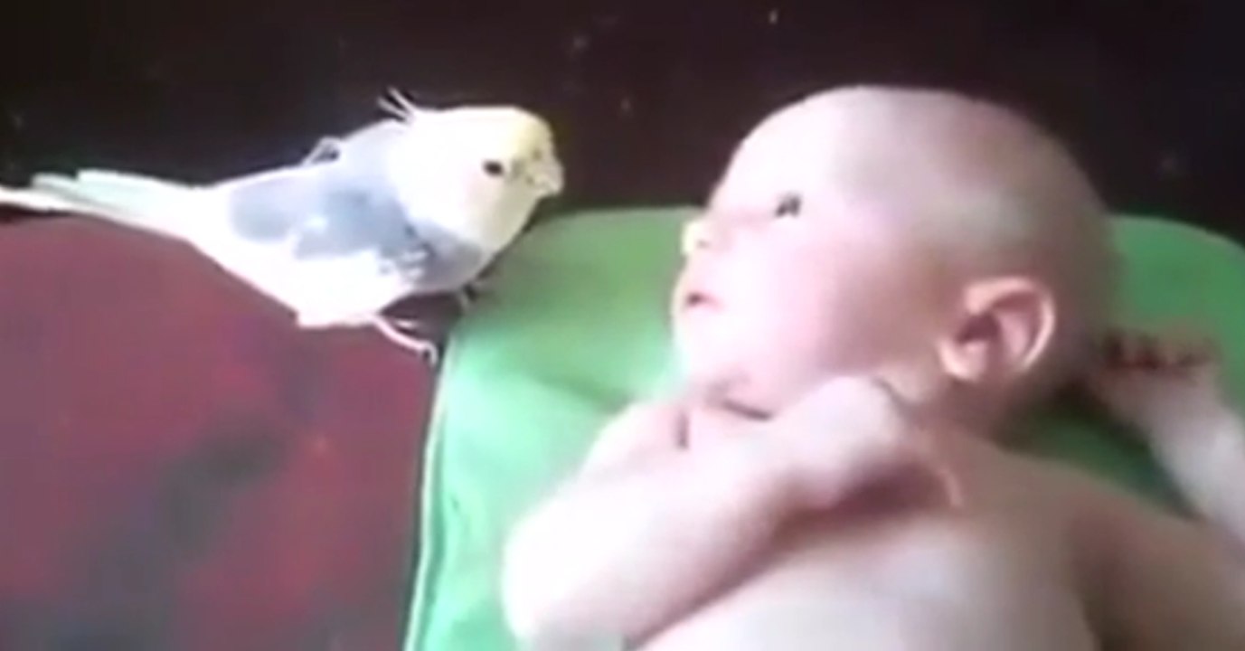 Dieser Vogel trifft zum ersten Mal auf das Baby. Mit seiner Reaktion überrascht er alle
