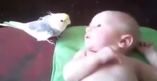 Dieser Vogel trifft zum ersten Mal auf das Baby. Mit seiner Reaktion überrascht er alle
