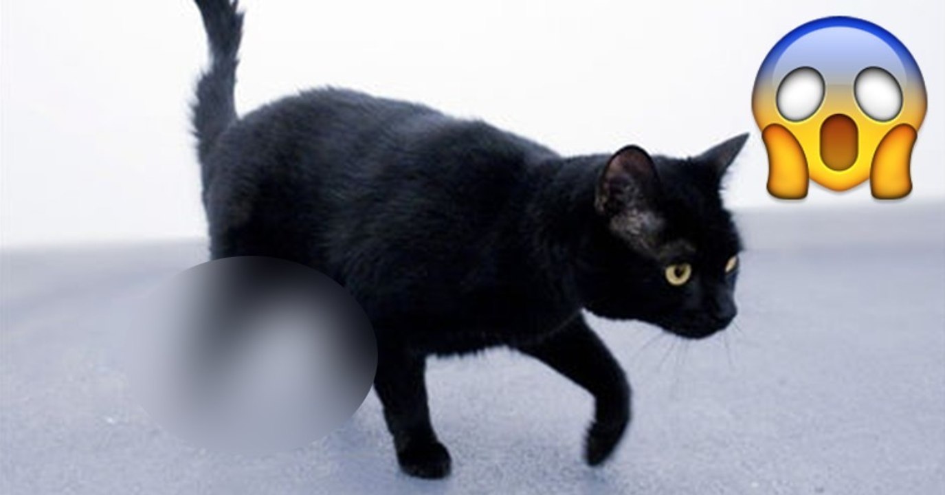 Oscar, der erste Kater mit bionischen Gliedmaßen