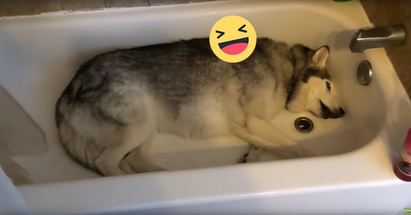 Husky möchte lieber baden als spazieren gehen und diskutiert mit Frauchen in der Badewanne