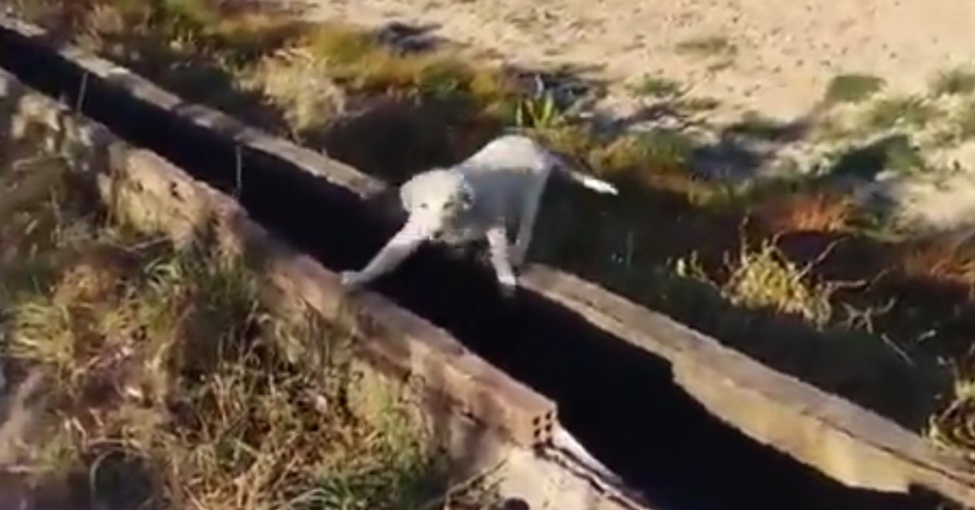 Hund reagiert wunderschön, als er endlich adoptiert wird!