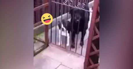 Hunde sprechen mit Herrchen