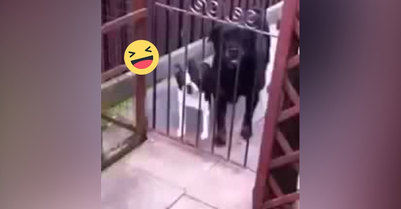 Hunde sprechen mit Herrchen