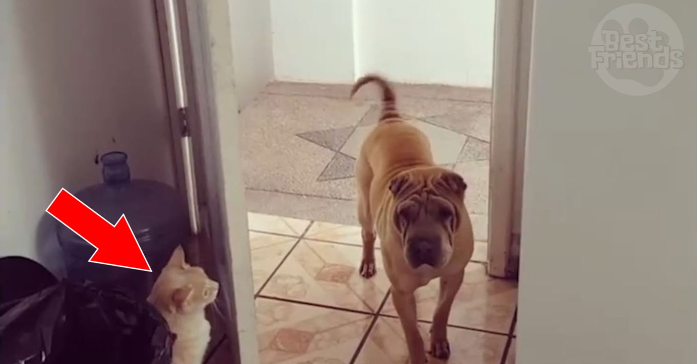 Die Katze macht dem Hund die Tür vor der Nase zu!