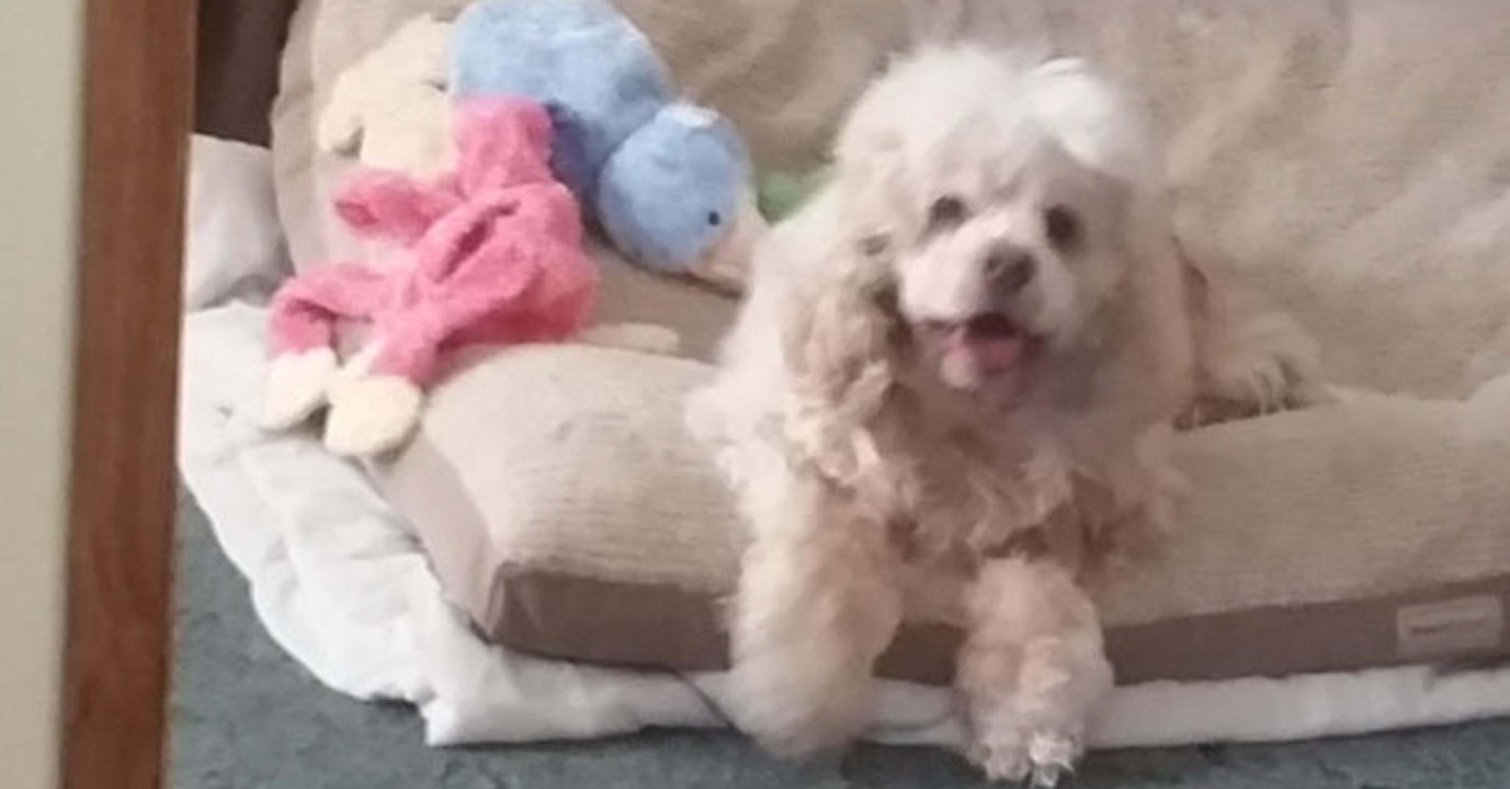 Sie lässt ihn einschläfern: Dann filmt sie, wie er mit anderen Hunden spielt