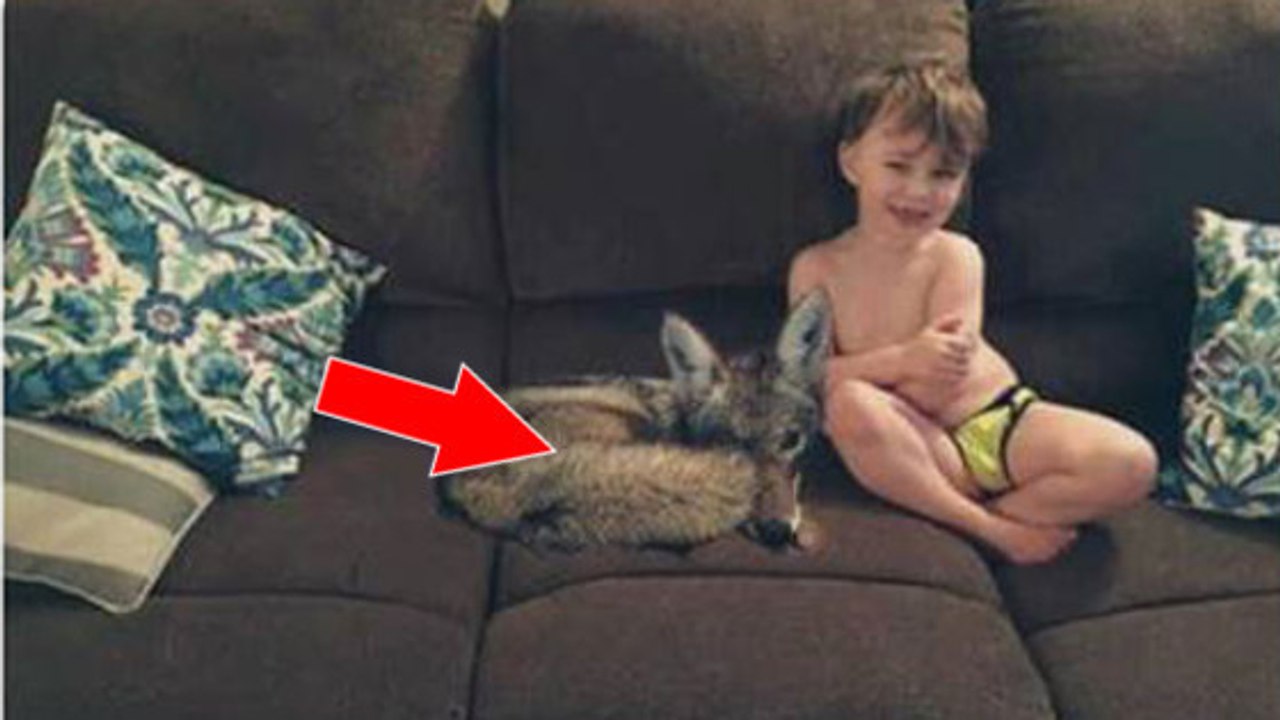 Frau nimmt Mann auf den Arm, indem sie ihm einen Koyoten als neuen Hund verkauft!