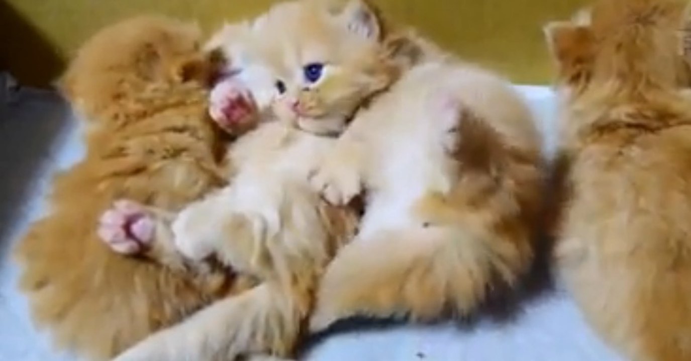 Das kleine Kätzchen möchte noch nicht schlafen!