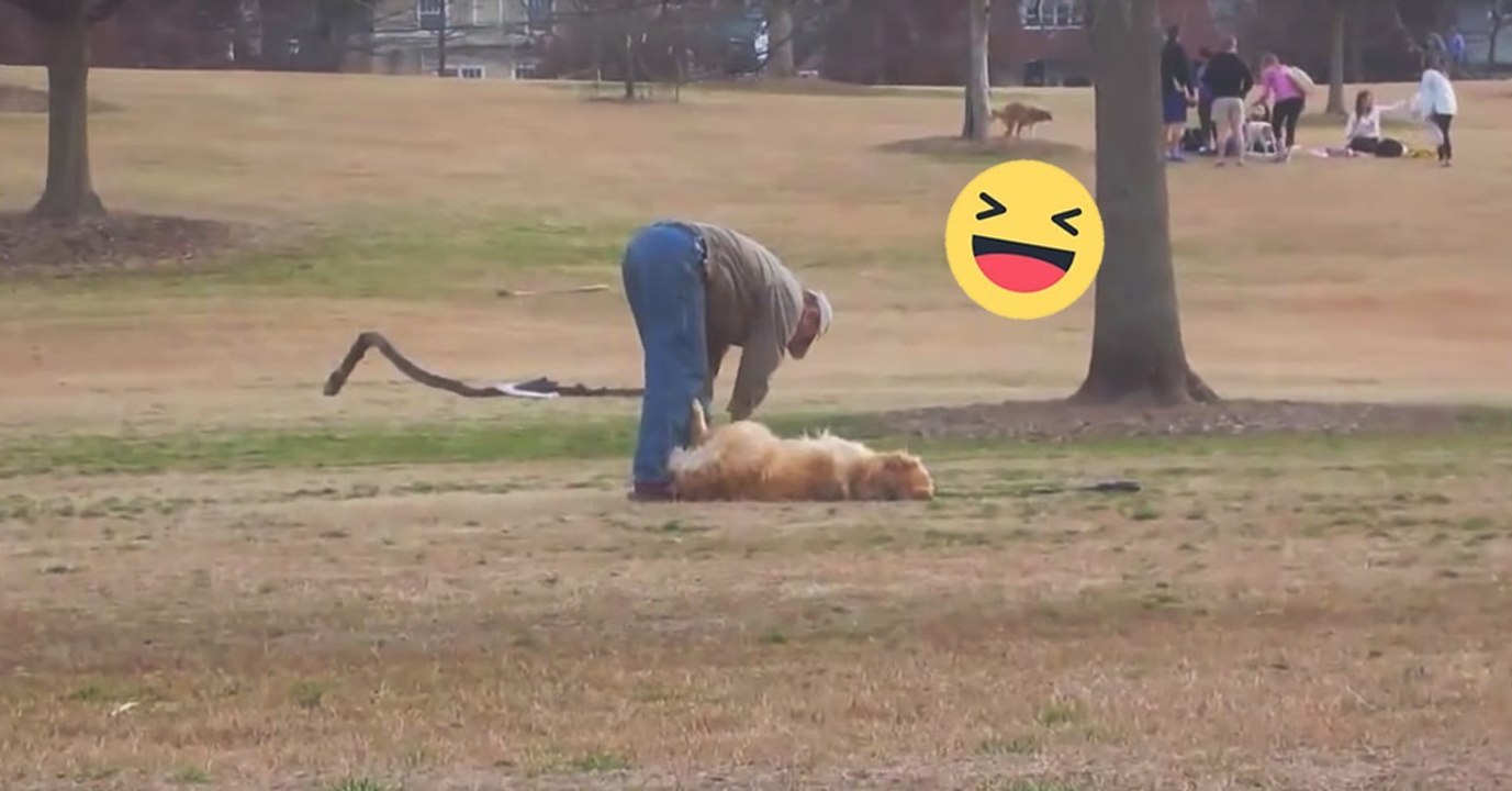 Dieser Golden Retriever hat eine ganz clevere Taktik, um den Spaziergang zu verlängern!