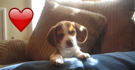 Beagle Welpe lernt das Jaulen