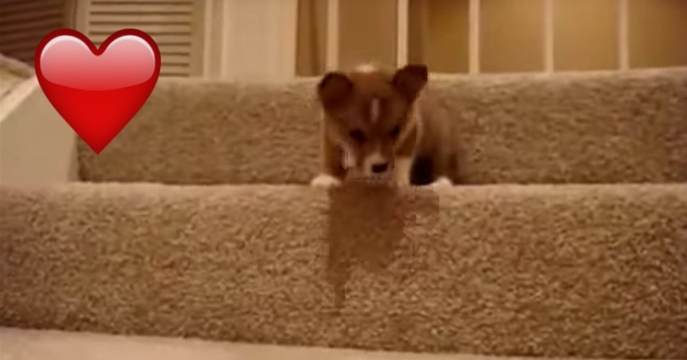 Kleiner Welpe läuft zum ersten Mal die Treppe hinunter