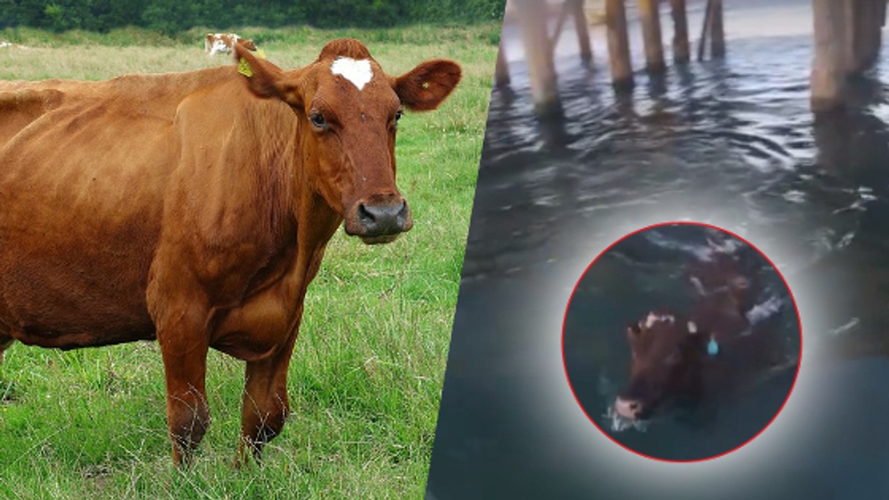 In Australien springt eine Kuh vom Schiff ins Hafenbecken! Der Grund wird euch erstaunen!!