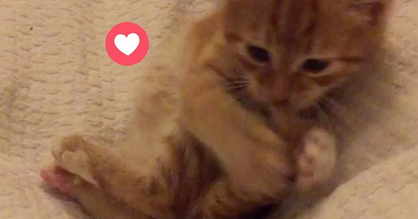 Das kuschelige Kätzchen lässt sich ganz leicht ablenken!