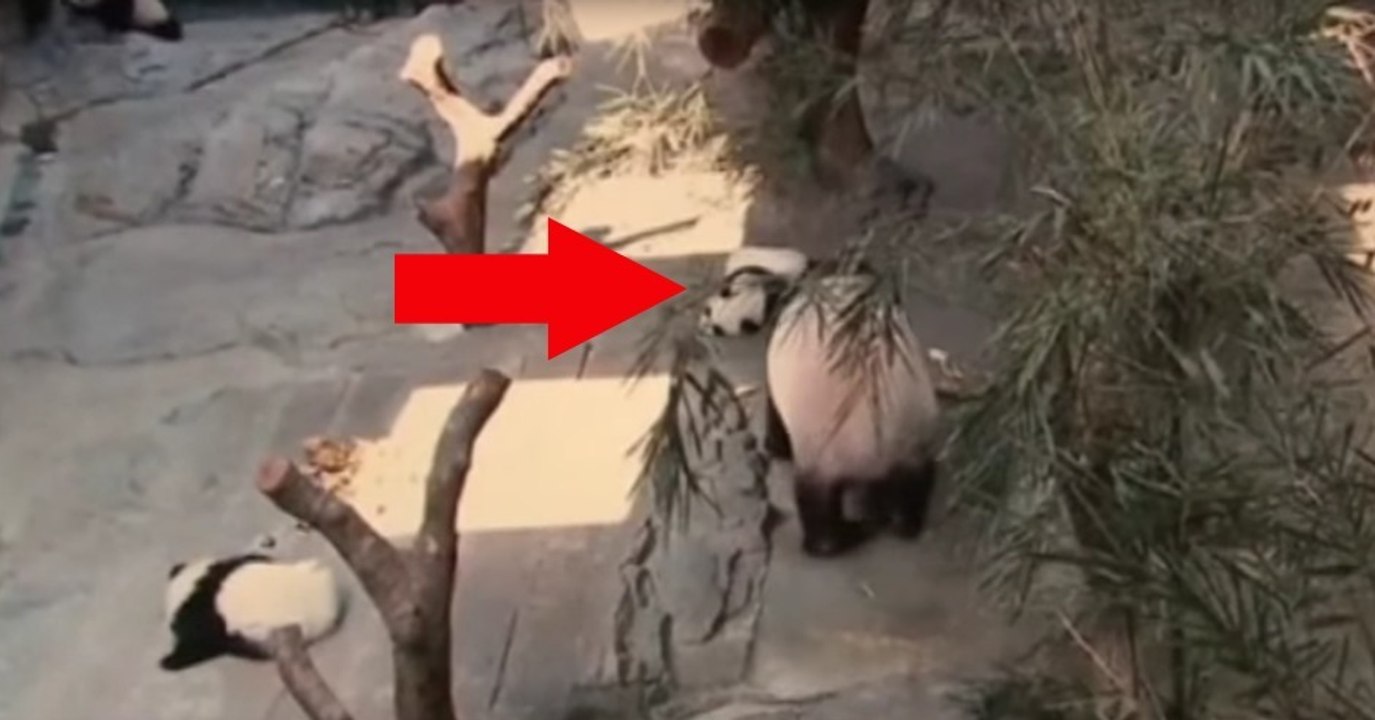 Mama kuschelt mit ihren Panda-Drillingen