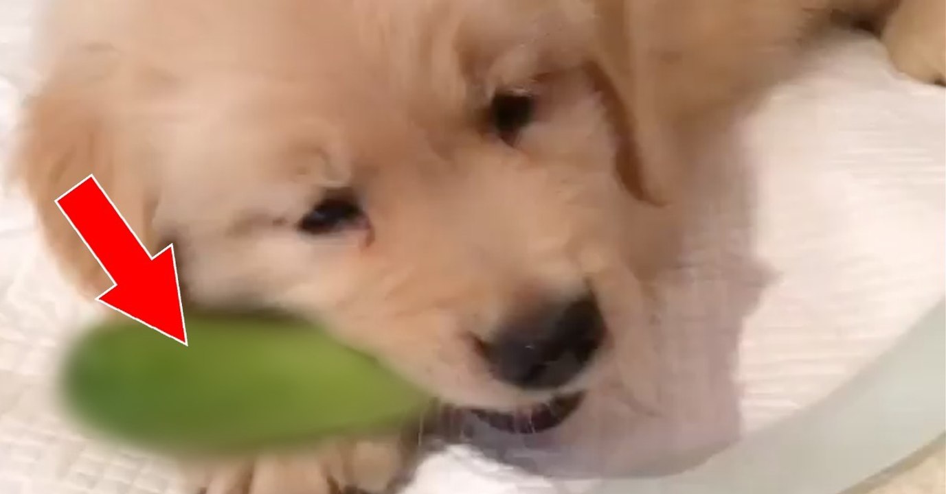 Dieser süße Welpe hat eine Vorliebe für einen ganz besonderen Snack! Darauf wärt ihr nie gekommen!