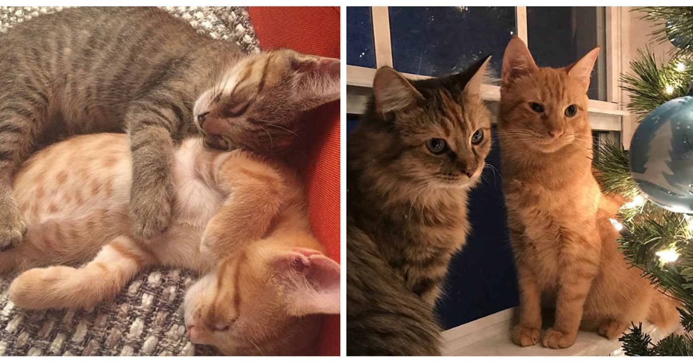 Die beiden Katzen schmusen unter dem Weihnachtsbaum!