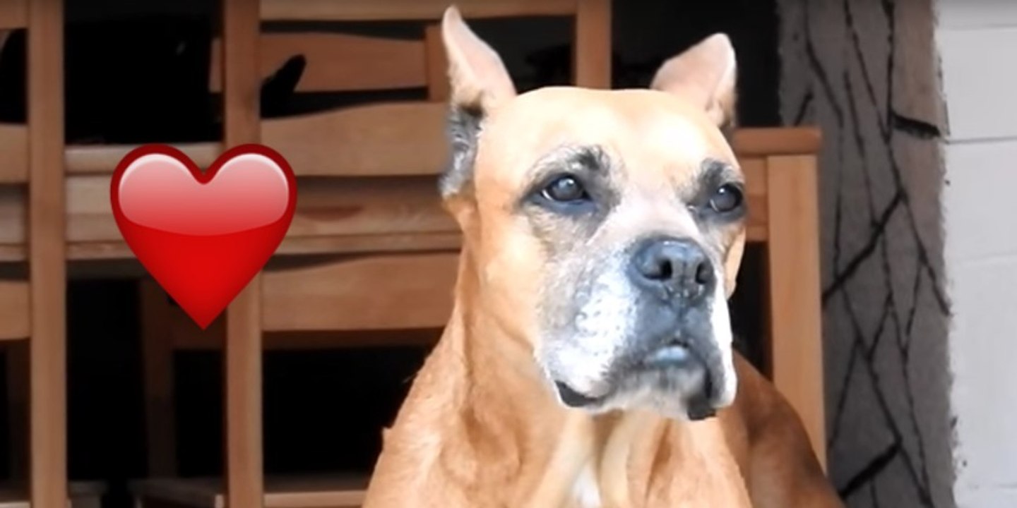 Boxer-Hündin rettet eine Katze und ihre 4 Babies!