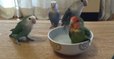 Für diese Papageien heißt es "Ab in die Wanne!", doch seht was für ein süßes Ritual sie dafür haben!