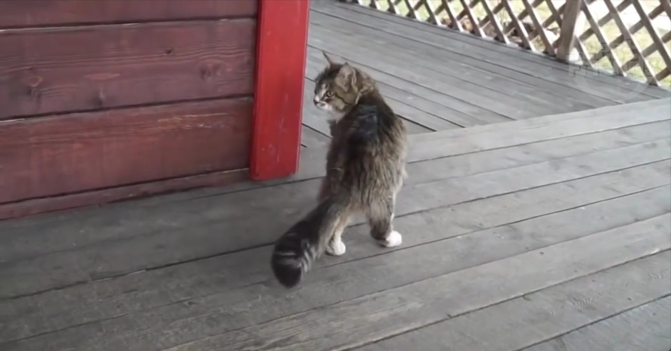 Als sie sehen, wie ihre Katze läuft, können sie sich nicht mehr halten