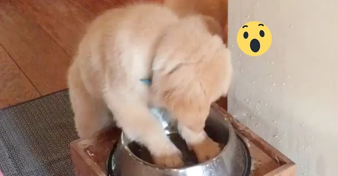 Der kleine Welpe Ronnie soll anständig trinken, doch was er gleich macht, wird euch zum Schmunzeln bringen!