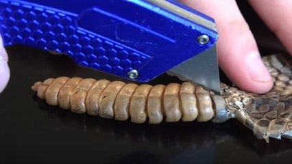 Sie schneiden eine Klapperschlange auf, um zu sehen, was drin ist!